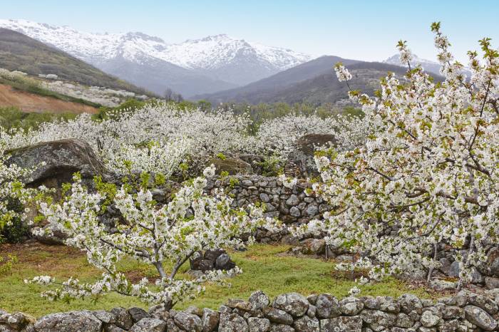La floración de los cerezos llena de blanco el Valle del Jerte en el inicio de la primavera  