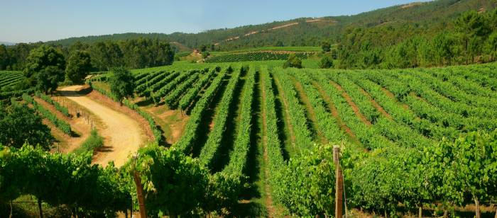 Terras Gauda celebra un evento único que combina vino, arte y música en O Rosal