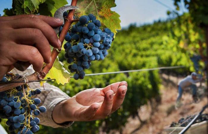 French wine production set for strong recovery in 2025 after historic low