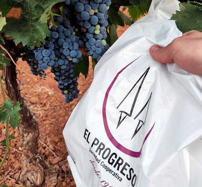 La vendimia arranca en El Progreso con menor cosecha y uva de calidad óptima