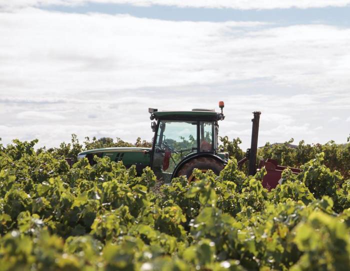 La vendimia más temprana de Rioja comienza el 18 de agosto en Aldeanueva de Ebro