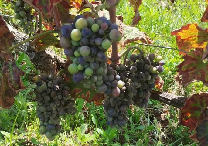 El mildiu reduce a la mitad la cosecha de uva blanca en La Marina Alta y amenaza la economía rural