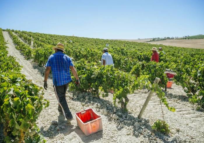 El sector vitivinícola de Jerez inicia la vendimia con controles reforzados y menor producción por el mildiu