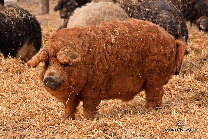 El jamón de Mangalica de Monte Nevado resurge como referente internacional tras salvarse de la extinción