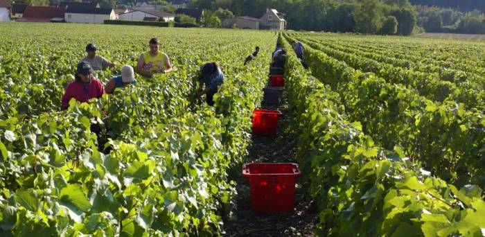 French vineyards begin 2025 grape harvest early as climate change accelerates ripening