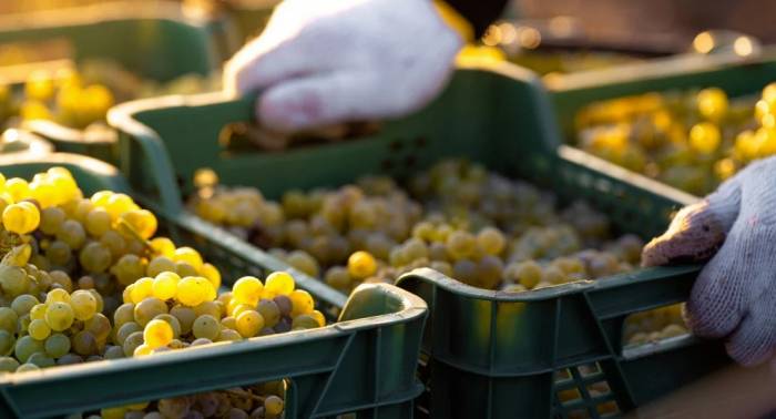 Alsace wine region records earliest grape harvest as climate change accelerates ripening