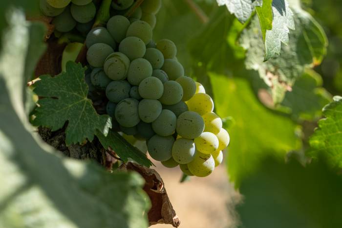 La vendimia de Sauvignon Blanc arranca en Bodegas HABLA con técnicas innovadoras y respeto al entorno