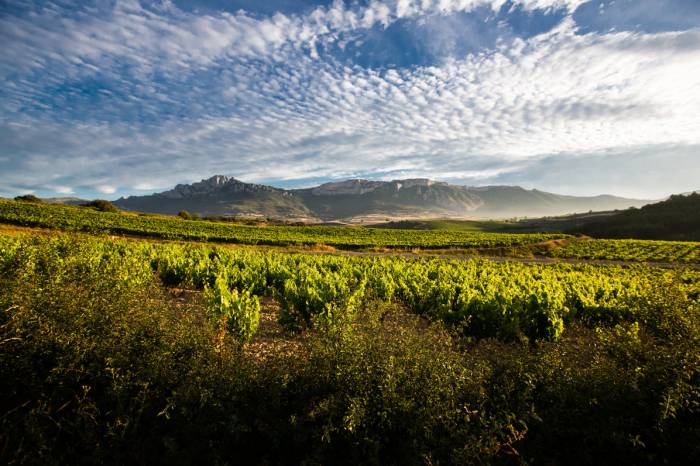 El Consejo Regulador de Rioja reduce los rendimientos para 2025 y nombra nuevo director general