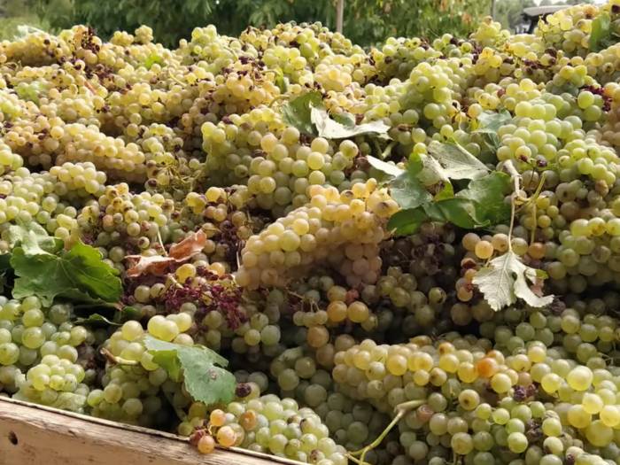 Las bodegas de cava ofrecen a los viticultores precios de uva a la mitad respecto al año pasado