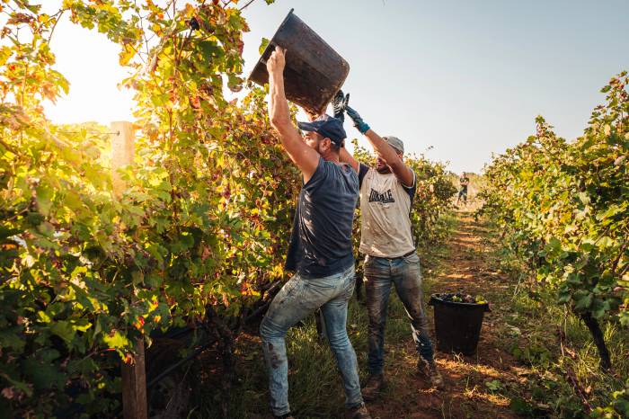 La Comisión Europea aprueba cambios en la PAC para flexibilizar ayudas al campo español