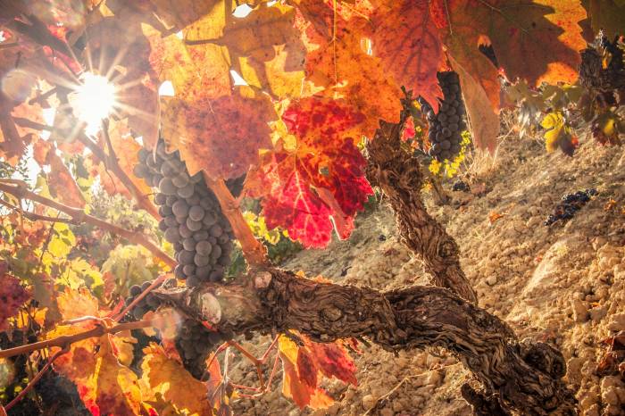 La vendimia en Rioja arranca con menos uva y mayor graduación alcohólica por la ola de calor