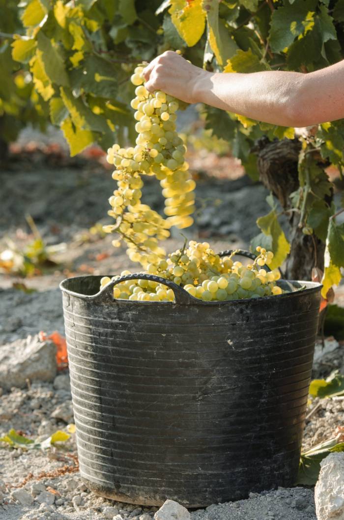 La vendimia en el Marco de Jerez avanza con menor producción pero uva de mayor calidad