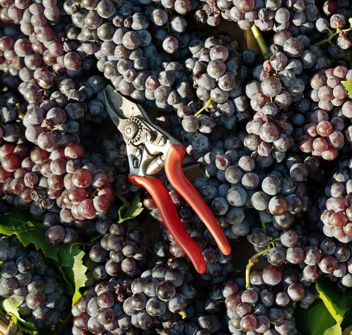La vendimia de Rioja afronta una de las cosechas más cortas por mildiu y tormentas