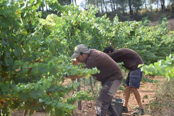 La DO Penedès se convierte en la primera denominación vitivinícola mundial con vendimia 100 por cien ecológica