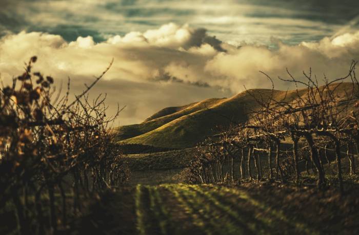 Incendios agravan la crisis en el campo español y complican la recuperación de agricultores y ganaderos