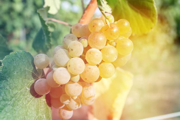 La vendimia arranca en Maetierra con menos producción pero uvas de alta calidad