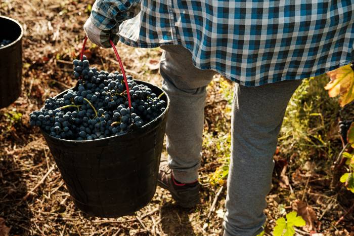 Vila Galé impulsa experiencias de vendimia en tres regiones vinícolas de Portugal entre agosto y octubre