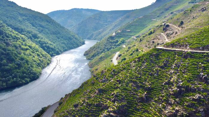 La Ribeira Sacra inicia los controles de maduración de la uva para una vendimia escalonada