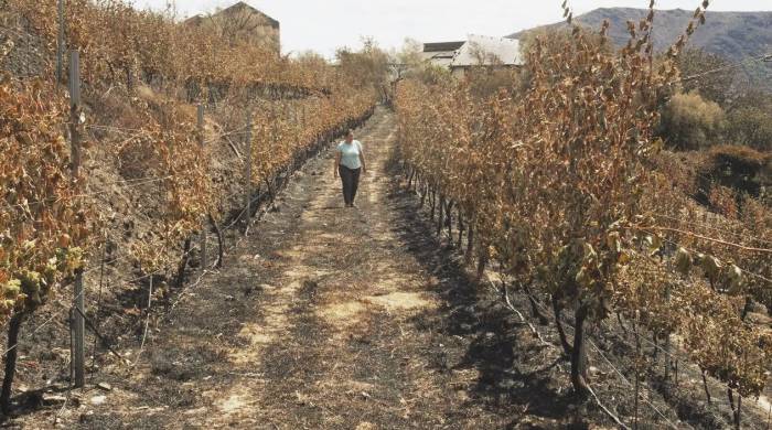 Las denominaciones de origen de Ourense afrontan la vendimia tras los incendios que amenazan la producción