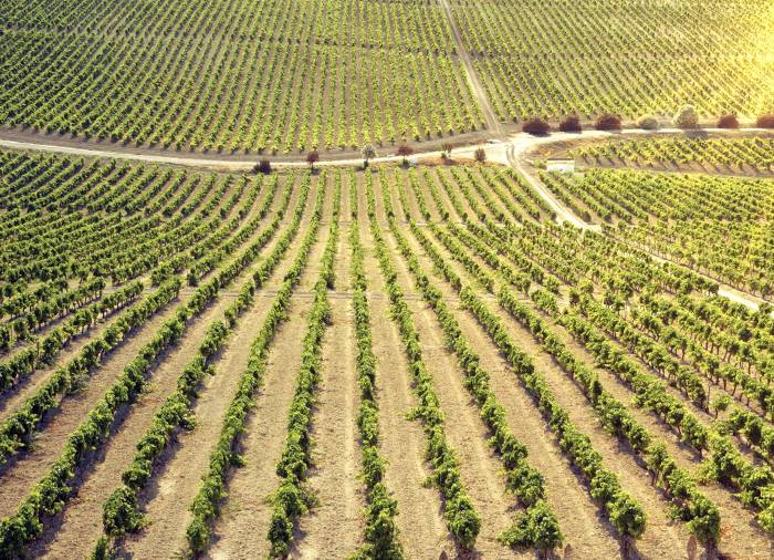 La ola de calor reduce un 40 por ciento la producción de uva en el Marco de Jerez