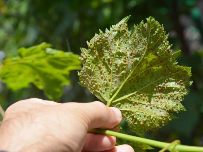AVIBO alerta de riesgos para la vendimia en Tenerife por la gestión de la plaga de filoxera