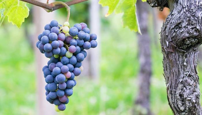 Madrid impulsa nuevas variedades de vid resistentes a enfermedades en viñedos