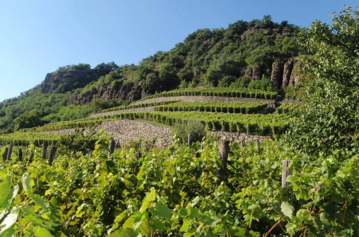 Aves y murciélagos reducen plagas y daños en viñedos según un estudio internacional