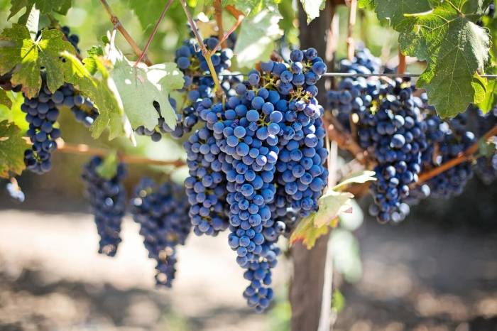 La vendimia en Navarra afronta un agosto decisivo marcado por el calor y la incertidumbre en los mercados