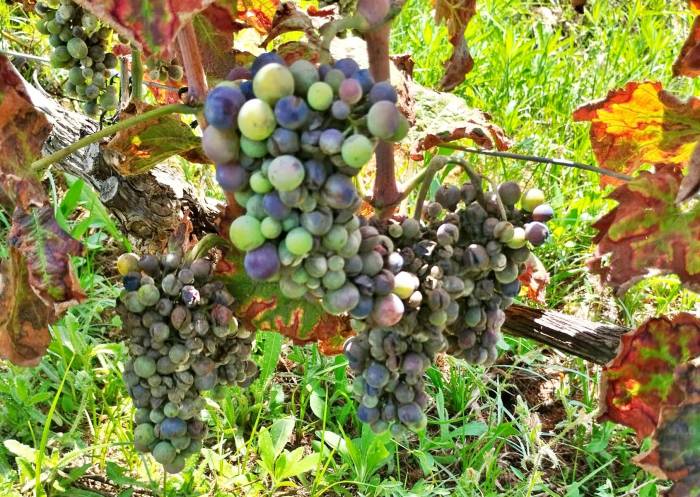 El mildiu reduce a la mitad la cosecha de uva blanca en La Marina Alta