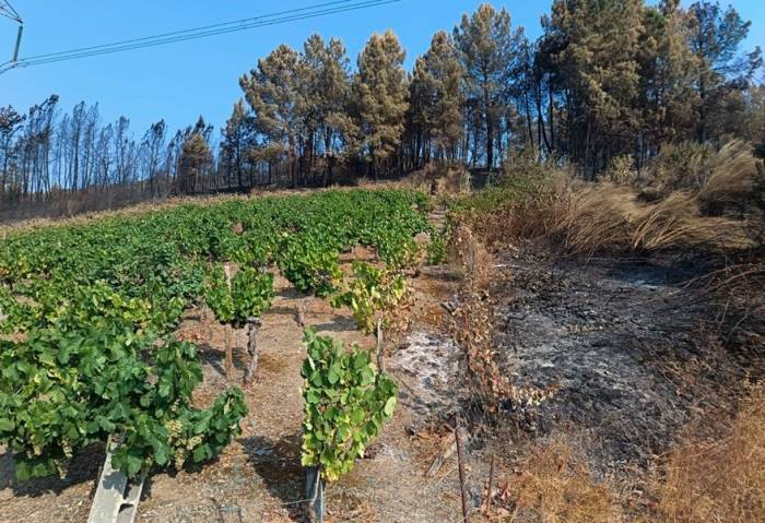 La vendimia arranca en Valdeorras marcada por el mayor incendio de la historia de Galicia