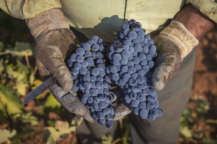 La vendimia de Tempranillo arranca en La Mancha con buenas perspectivas de calidad