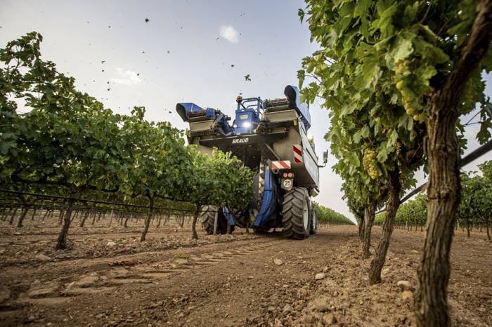 La vendimia se adelanta en España por el calor y enfrenta incendios, plagas y menor producción
