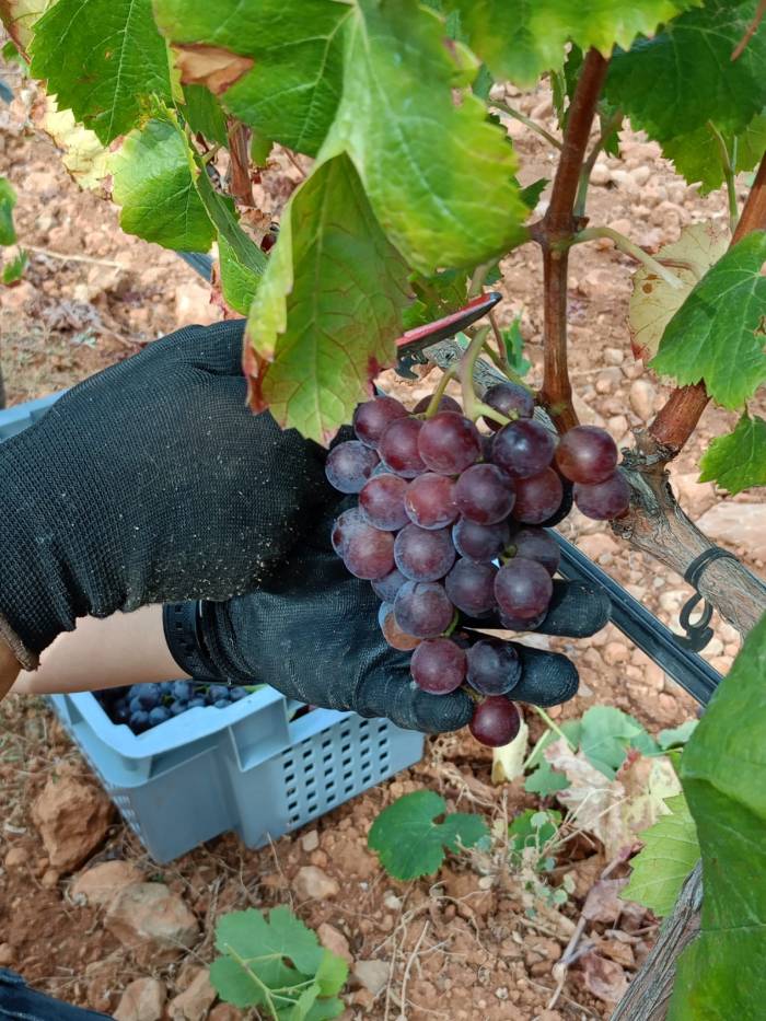 La vendimia en Mallorca alcanza el 30 por ciento de la producción prevista y suma nuevas variedades locales