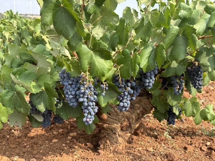 La vendimia de la DO Almansa arranca con buenas previsiones y un adelanto por el calor