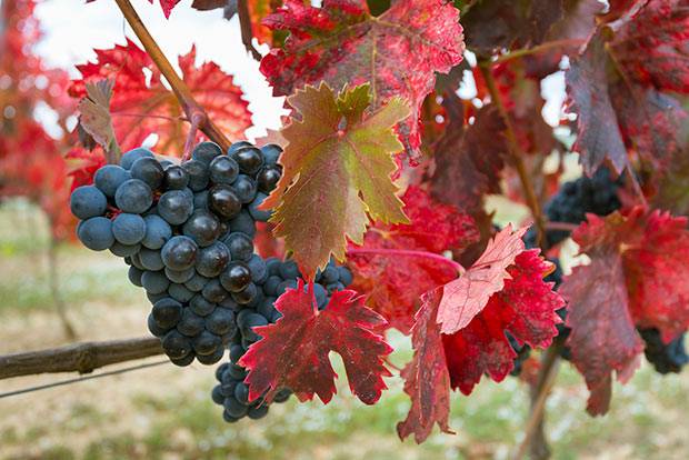 La Rioja afronta una vendimia atípica con menos uva pero de excelente calidad