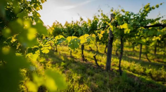 New research reviews plant-based methods for monitoring vine water status in sustainable vineyard management