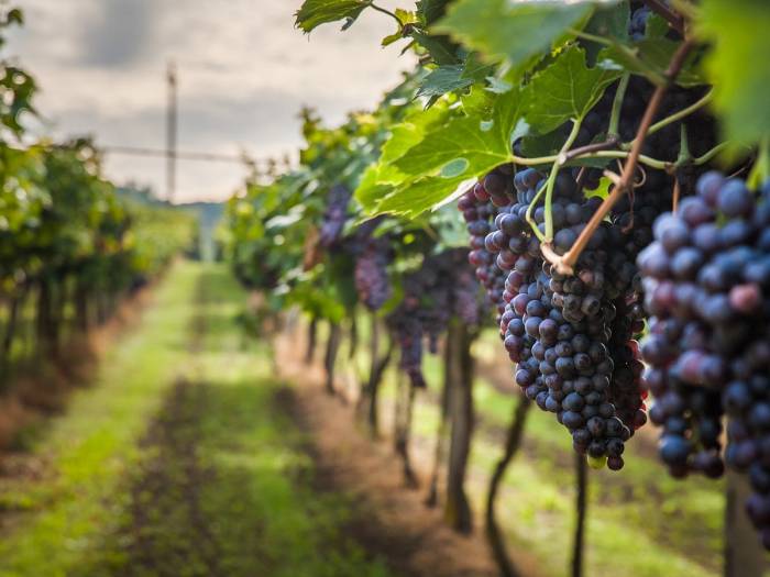 Sonoma County wine marketing tax proposal paused amid industry division and leadership change
