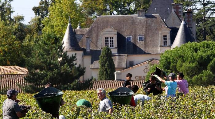 French vineyards begin 2025 grape harvest weeks early as heatwaves disrupt tradition