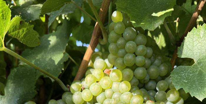 La vendimia de 2025 arranca en Aragón con previsiones de calidad y aumento de producción