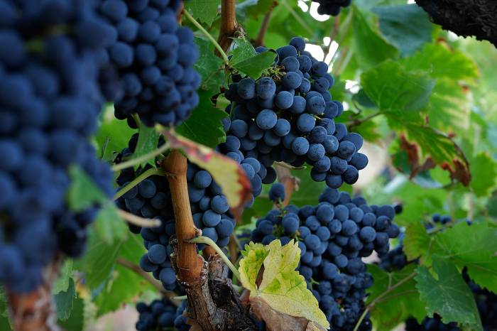 La vendimia en la DO Montsant arranca con buenas previsiones tras las lluvias de otoño y primavera