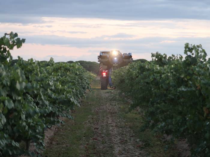 La vendimia de 2025 arranca en Rueda con las primeras uvas blancas y previsión de cosecha excelente