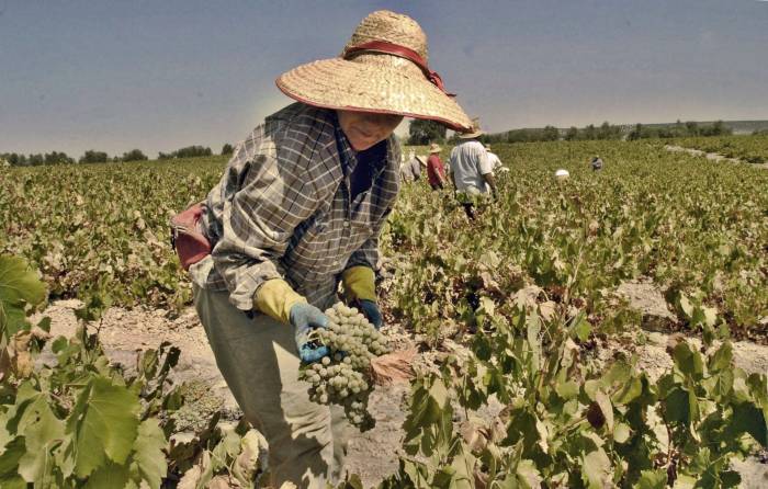 La vendimia en Montilla-Moriles afronta una caída histórica de producción por mildiu y calor extremo