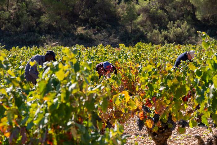 La vendimia en la DOP Bullas arranca con un aumento del 25 por ciento en la producción de uva