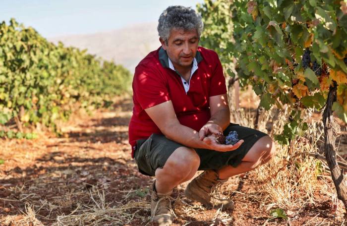 Lebanon’s winemakers struggle as war and drought devastate Bekaa Valley vineyards