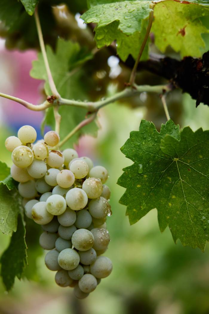 La vendimia arranca en la Sierra de Salamanca con uva rufete y viñedos de más de 60 años
