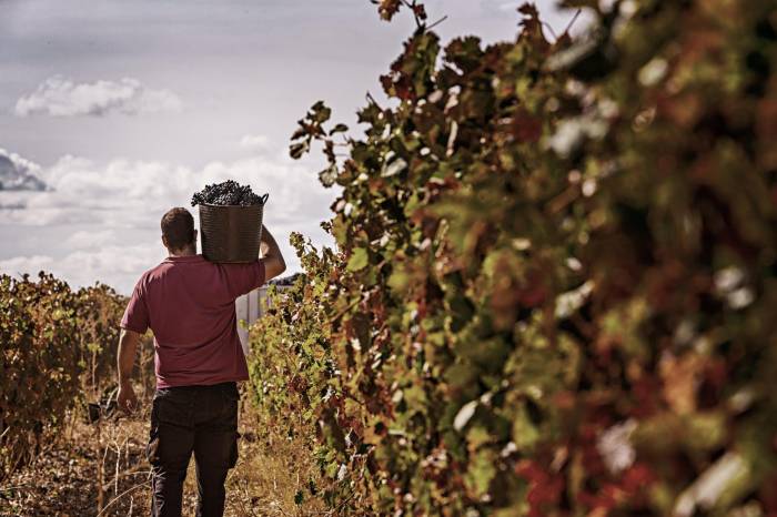 La Rioja Alavesa afronta una vendimia más corta y con menor producción por los nuevos límites de la DOC Rioja