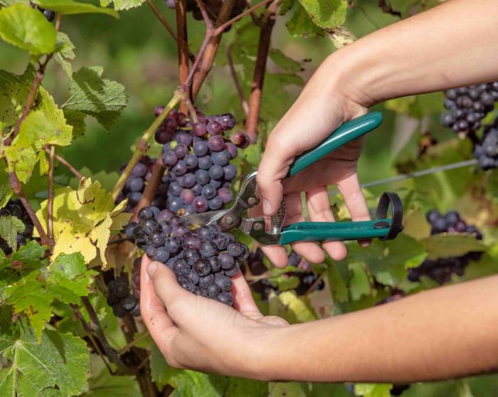 British vineyards anticipate early harvest after hot, dry summer boosts grape ripening and quality