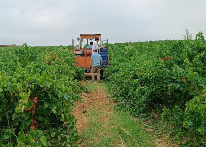 La vendimia de la uva zalema en el Condado de Huelva se adelanta por la maduración temprana