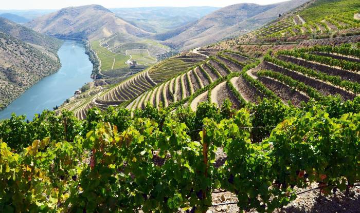 Portuguese vineyards face difficult 2025 harvest as extreme weather reduces yields but raises hopes for quality