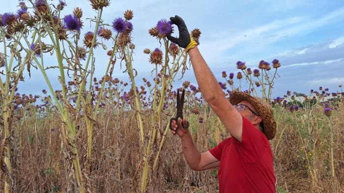 La producción de cuajo vegetal de cardo para la Torta del Casar alcanza los 200 kilos en una hectárea
